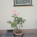 Haus Bergfried Apartamento *