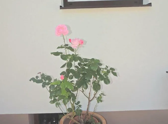 Haus Bergfried Appartement *